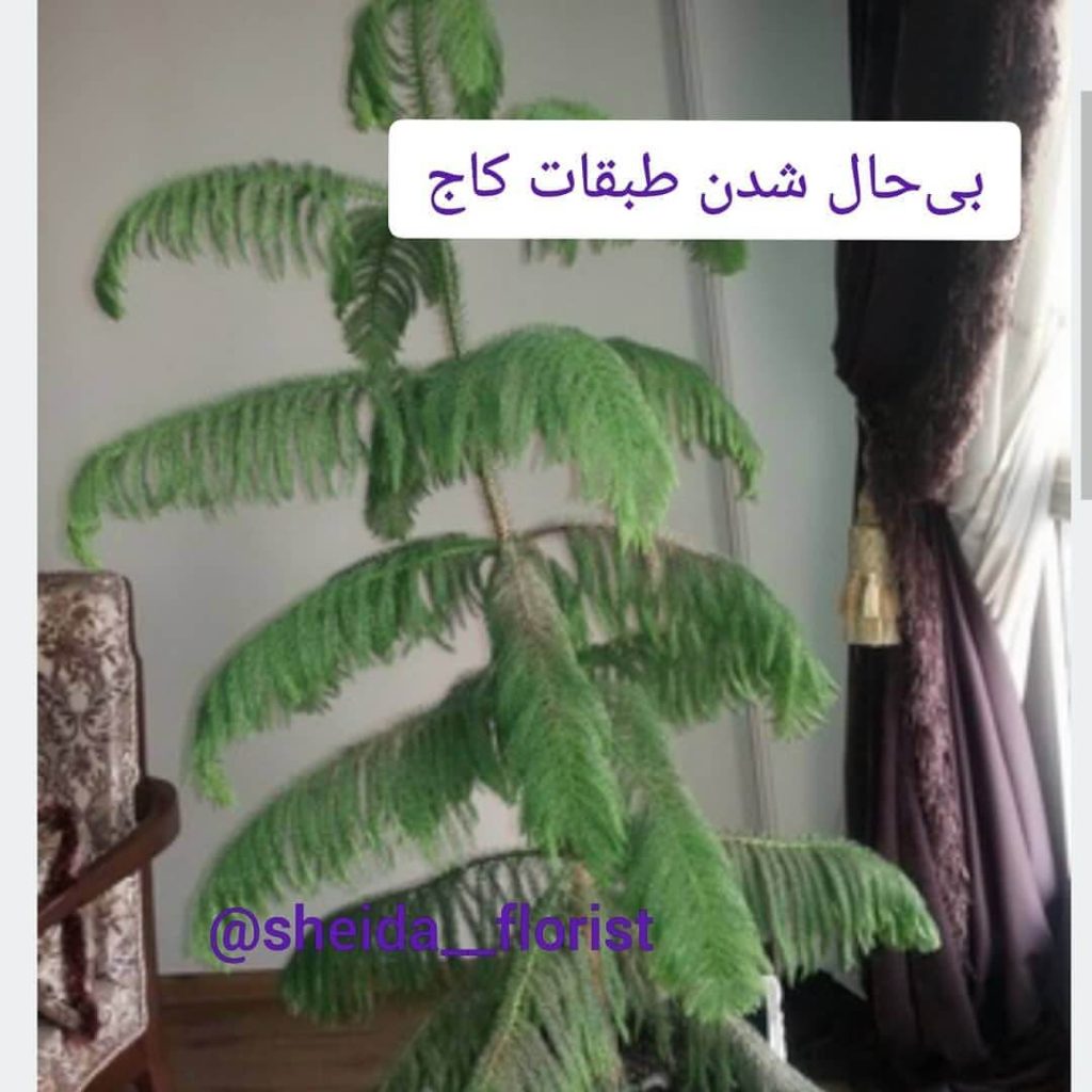 بی حال شدن طبقات کاج مطبق