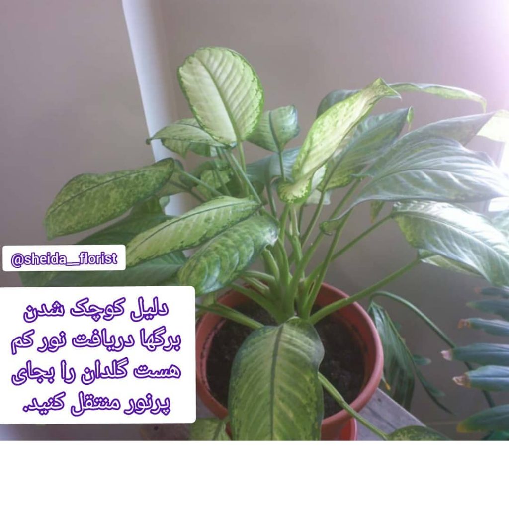 sheida florist 1662218393610
