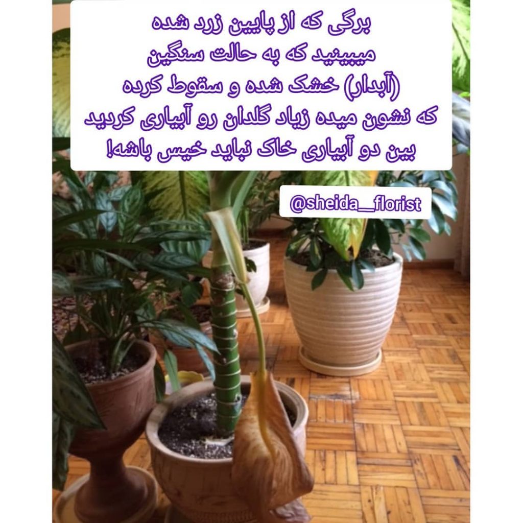 sheida florist 1662218395226