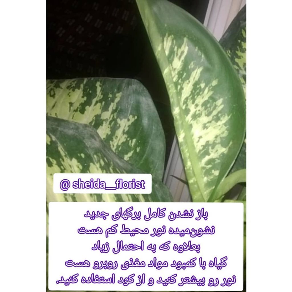 sheida florist 1662218396784