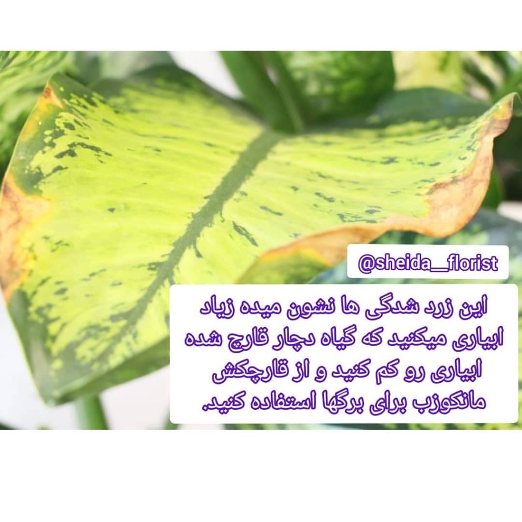 sheida florist 1662218397702