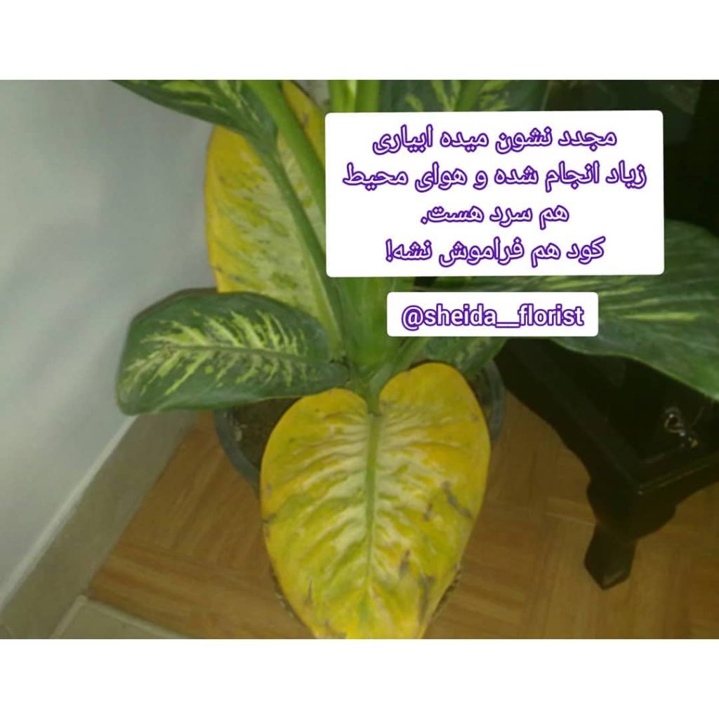 sheida florist 1662218398854
