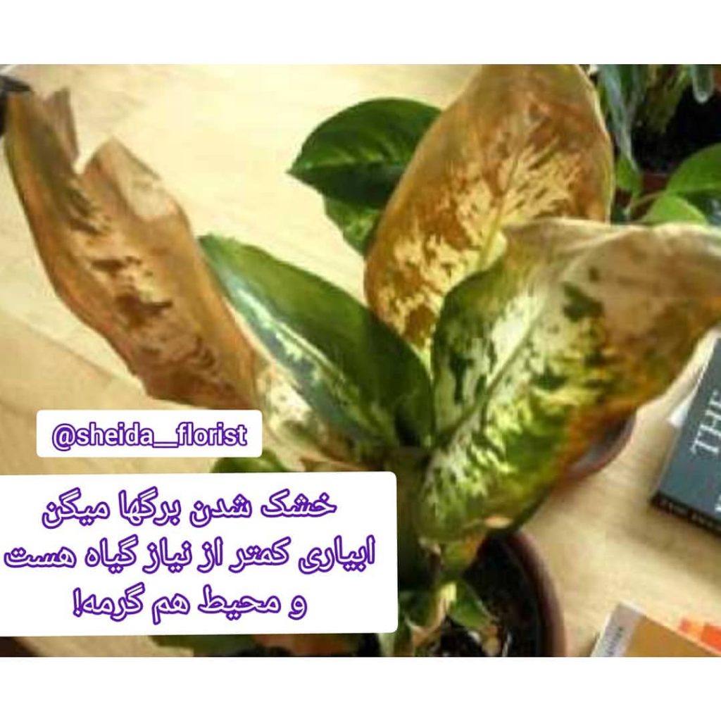 sheida florist 1662218400399