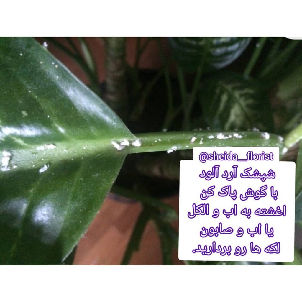 sheida florist 1662218402851