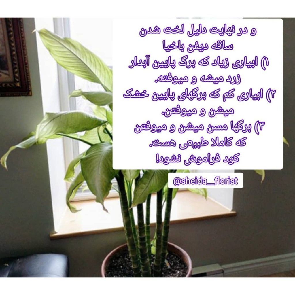 sheida florist 1662218404610