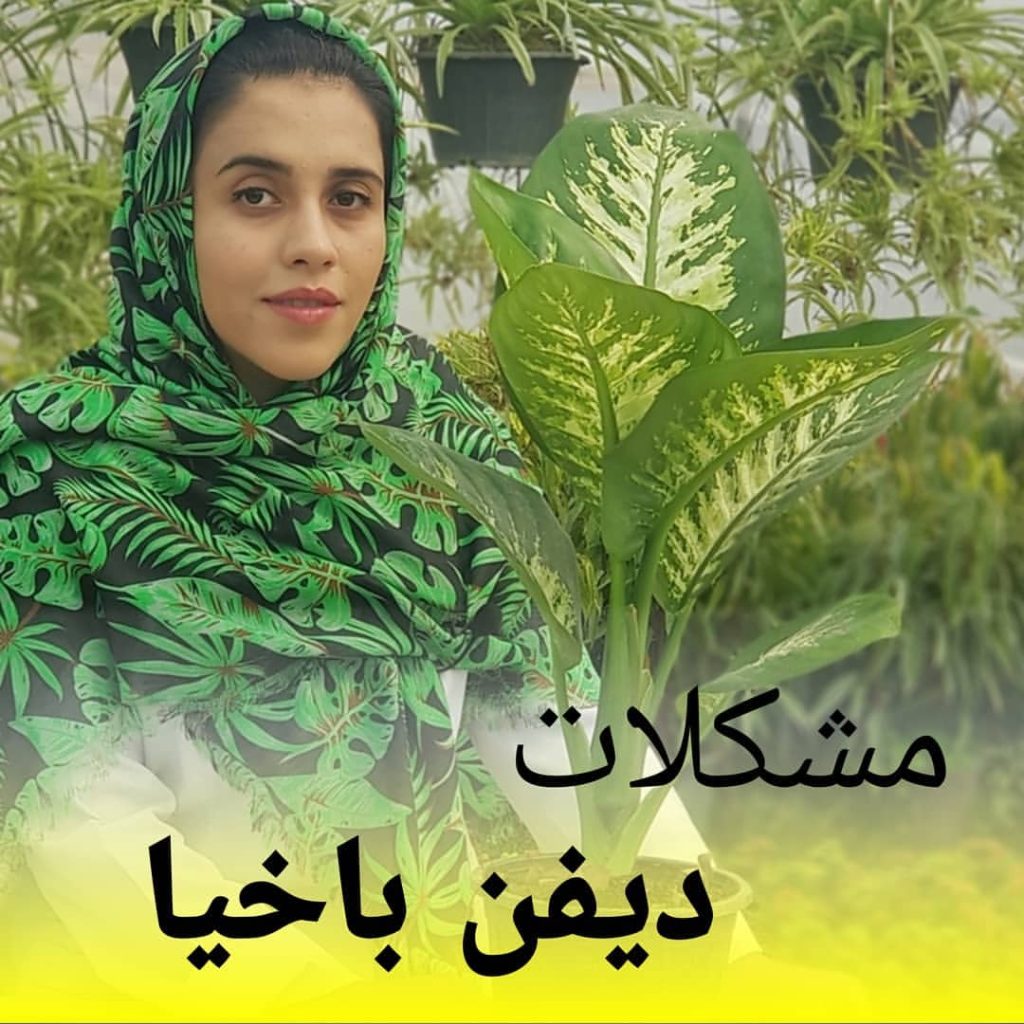 sheida florist 1662382344362