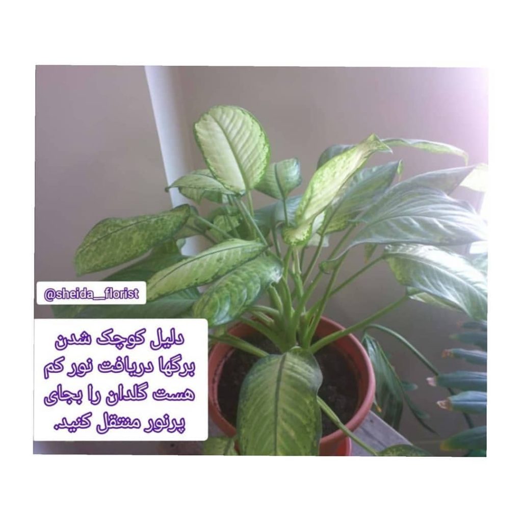 sheida florist 1662382346324