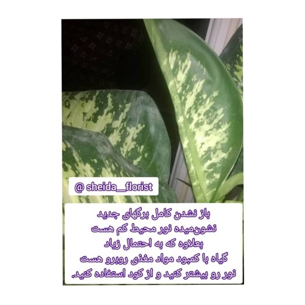 sheida florist 1662382347286