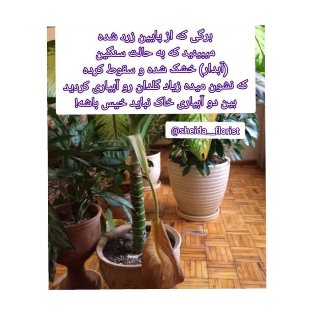 sheida florist 1662382348551