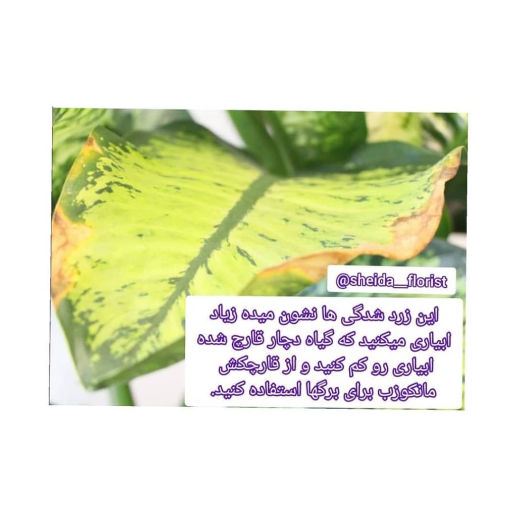 sheida florist 1662382349370