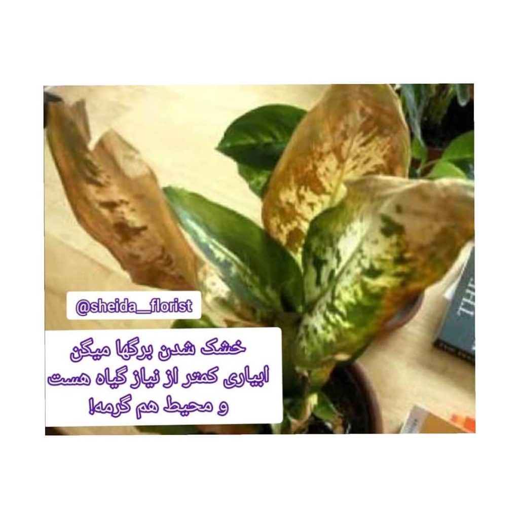 sheida florist 1662382350254