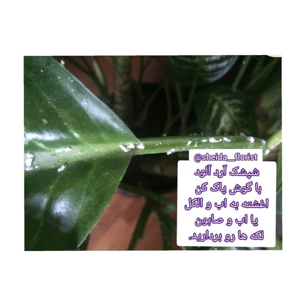 sheida florist 1662382352622