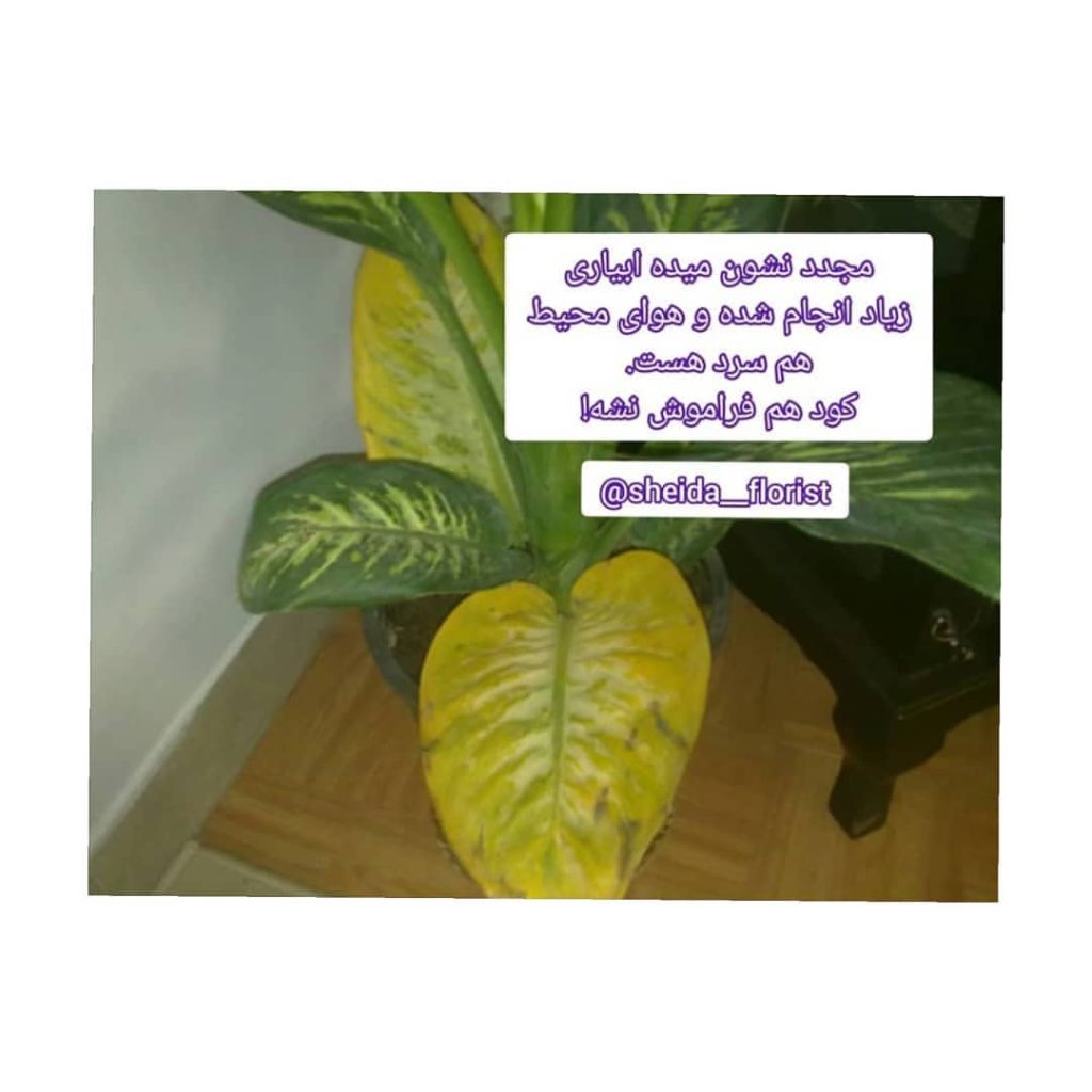 sheida florist 1662382353548