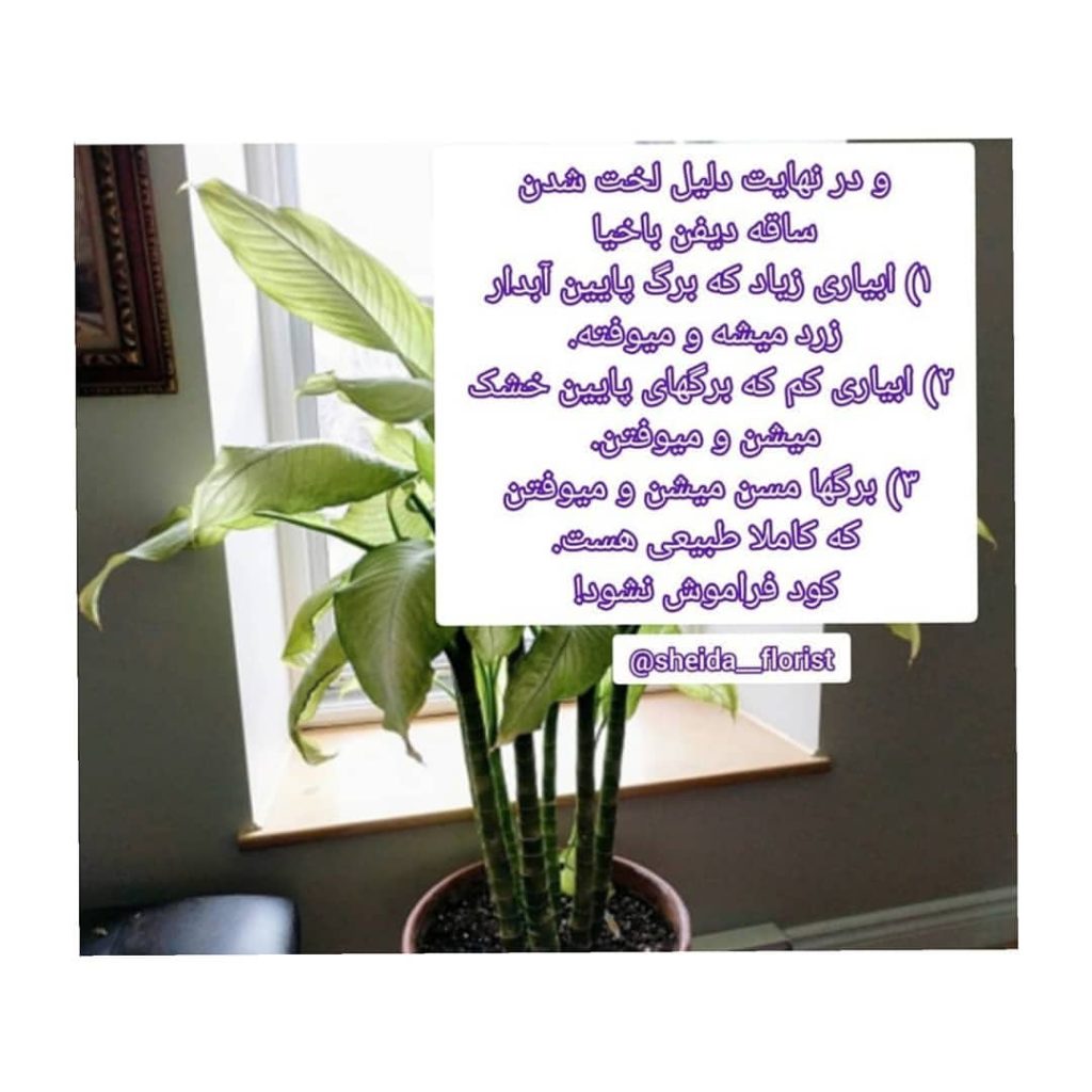 sheida florist 1662382354720