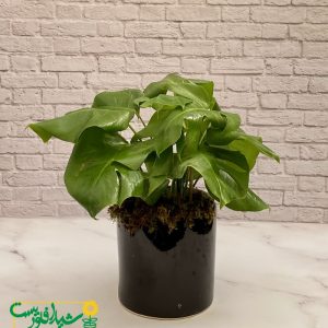 برگ انجیری پنجه شیری
