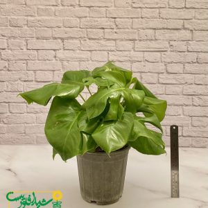 برگ انجیری پنجه شیری