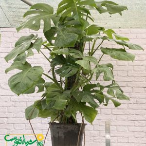 برگ انجیری چوب_دار 2