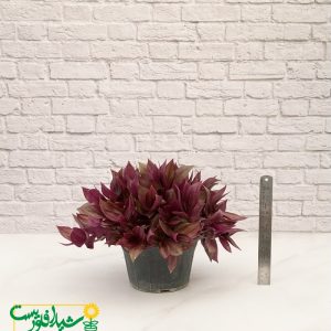برگ بیدی آبرنگی 2