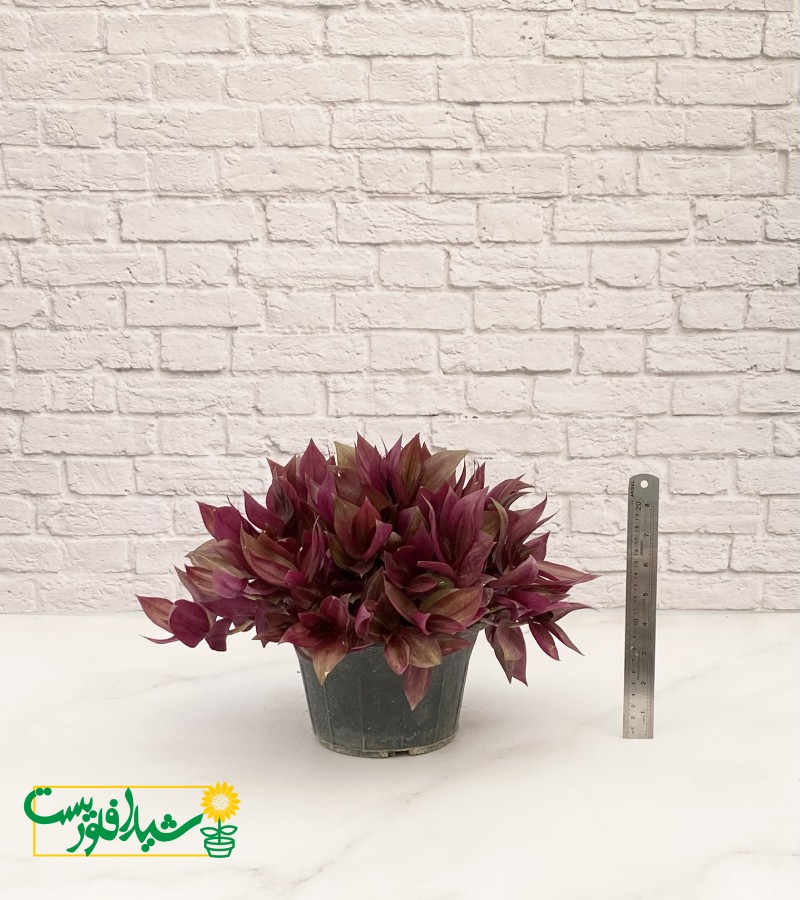 برگ بیدی آبرنگی 2