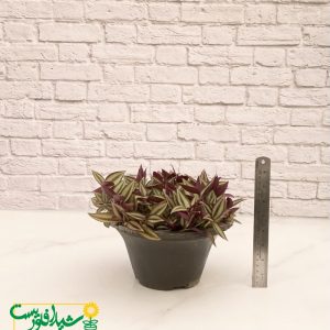 برگ بیدی چشم آهویی 2
