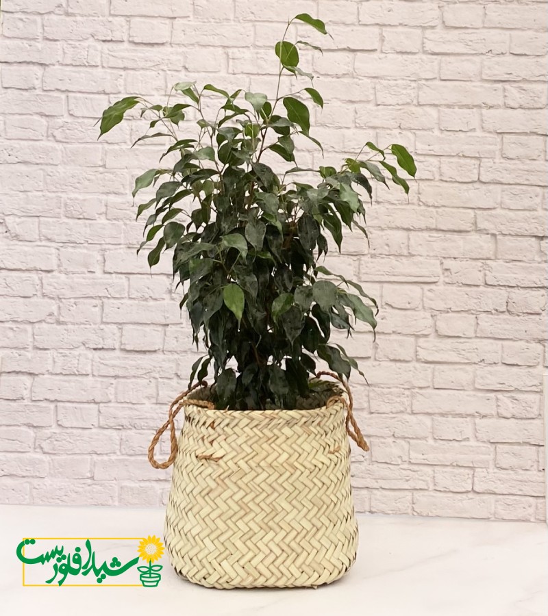 بنجامین بلک س7 1