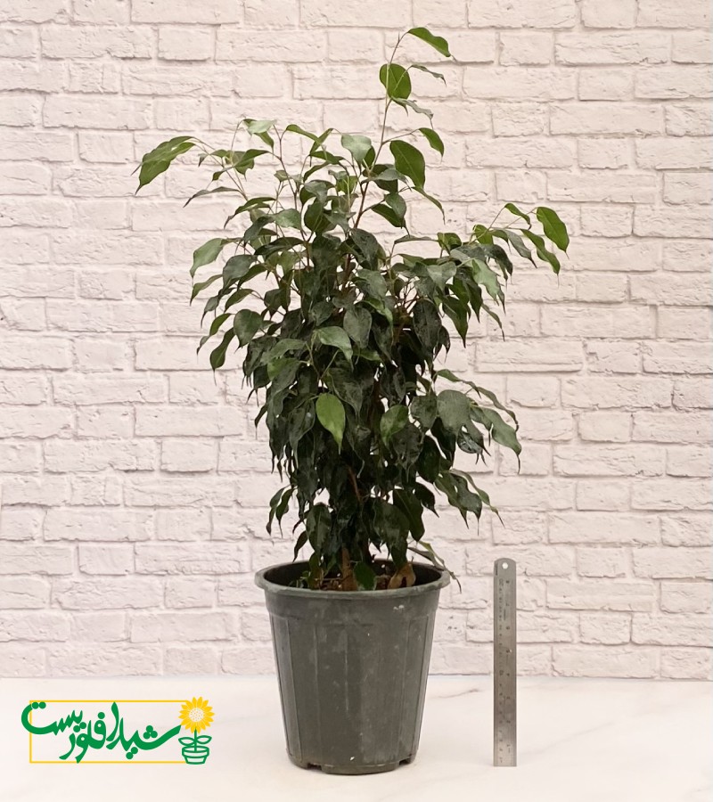 بنجامین بلک س7 2
