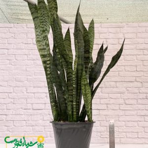 سانسوریا شمشیری سبز 2