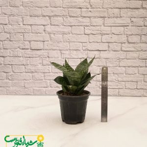 سانسوریا پاکوتاه سبز 2