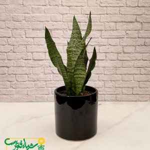 سانسوریا کراواتی سبز 1