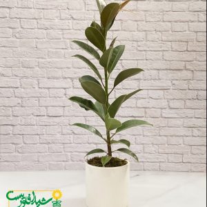 فیکوس سبز 1