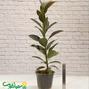 فیکوس سبز 2