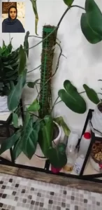 مشاوره گیاه پزشکی