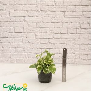 پتوس ارتشی نشایی 2