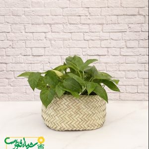 پتوس سبز کاسه ای 1