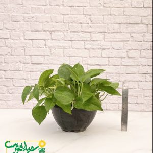 پتوس سبز کاسه ای 2
