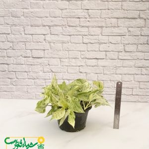 پتوس مرمری 2