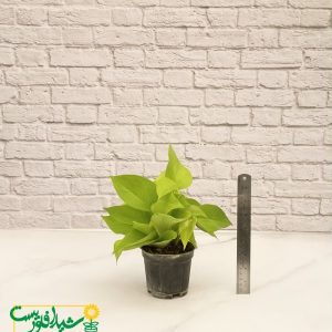 پتوس نشایی نئون 2