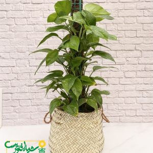 پتوس چوب_دار 1