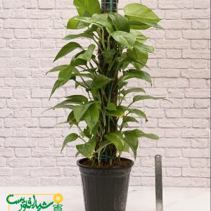 پتوس چوب_دار 2