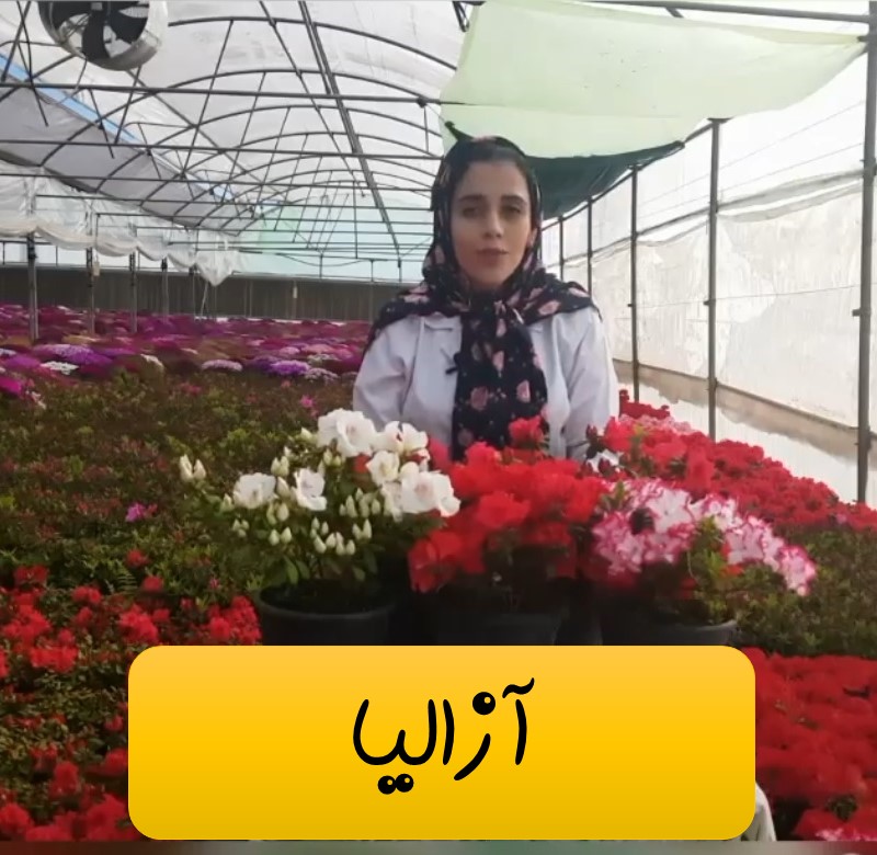 آزالیا