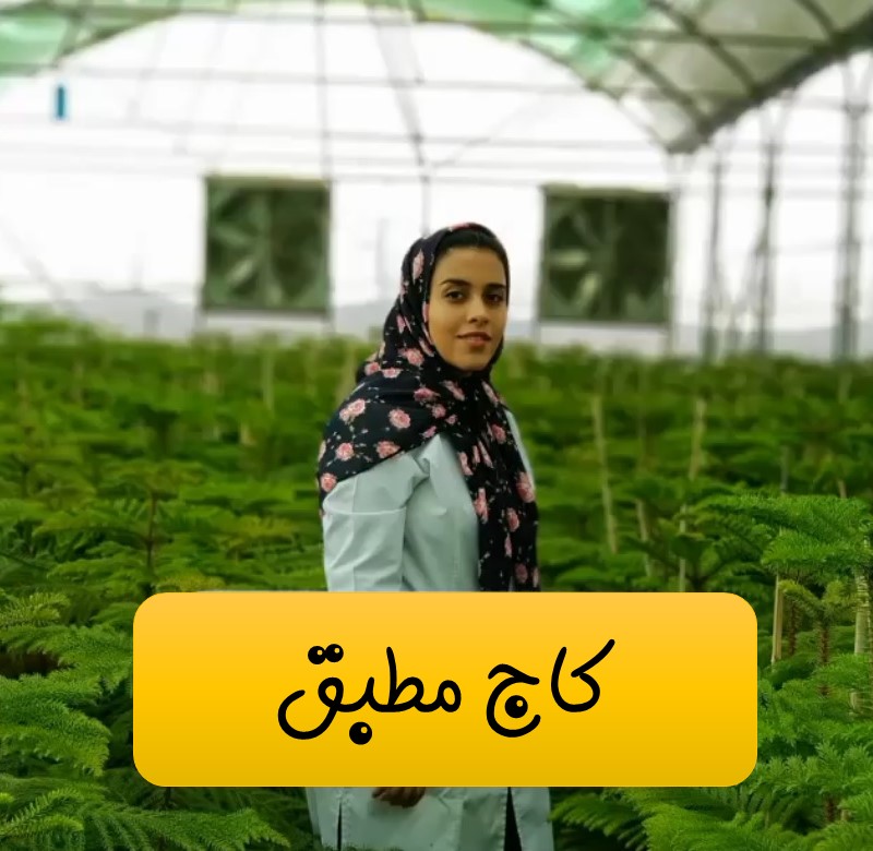 کاج مطبق
