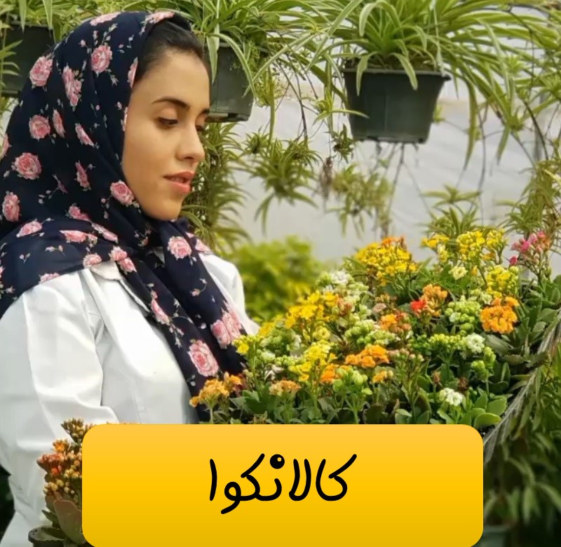 کالانکوا