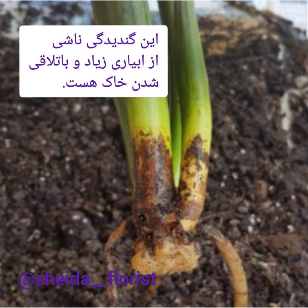 مشکلات زاموفیلیا 10