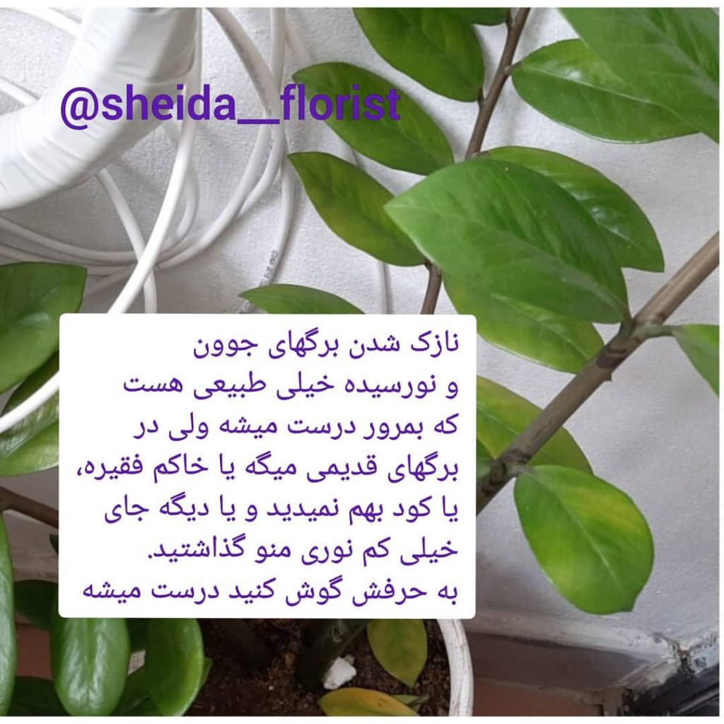 مشکلات زاموفیلیا 2