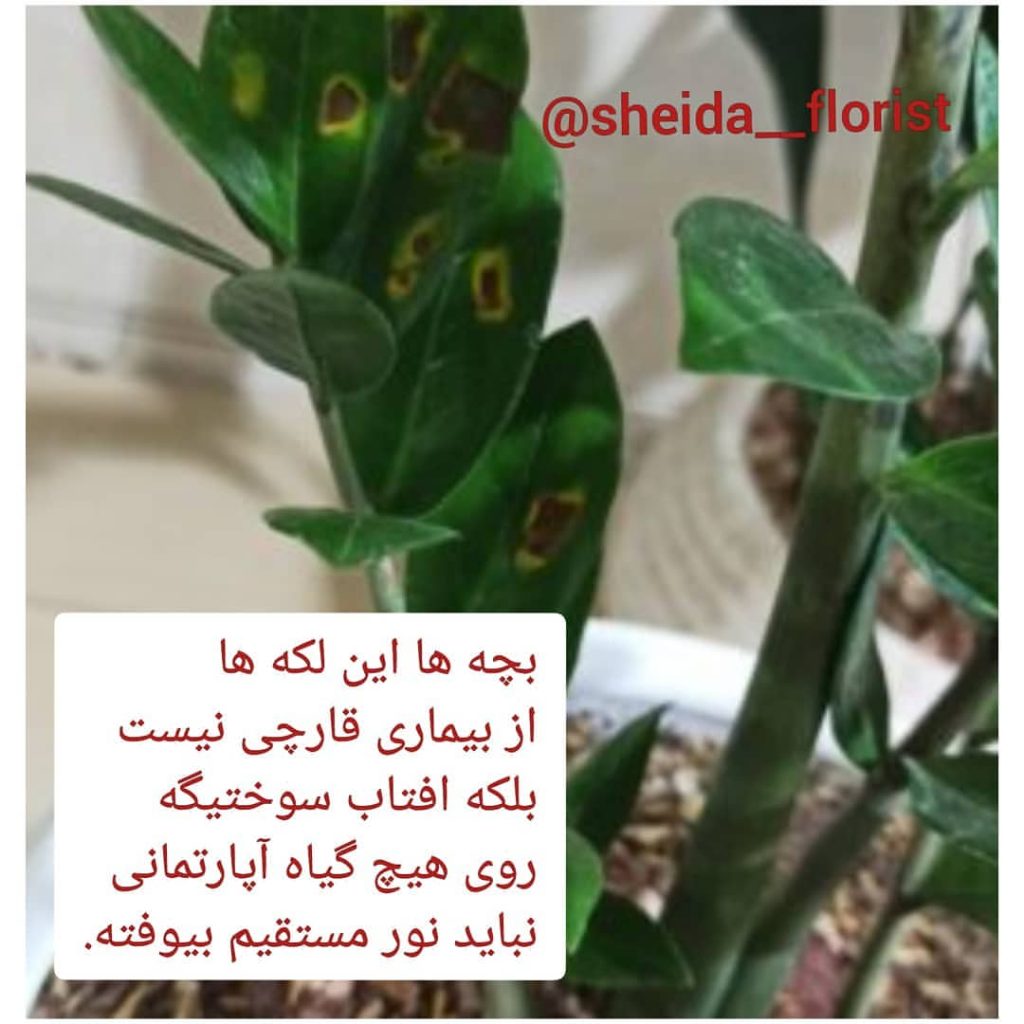 مشکلات زاموفیلیا 3