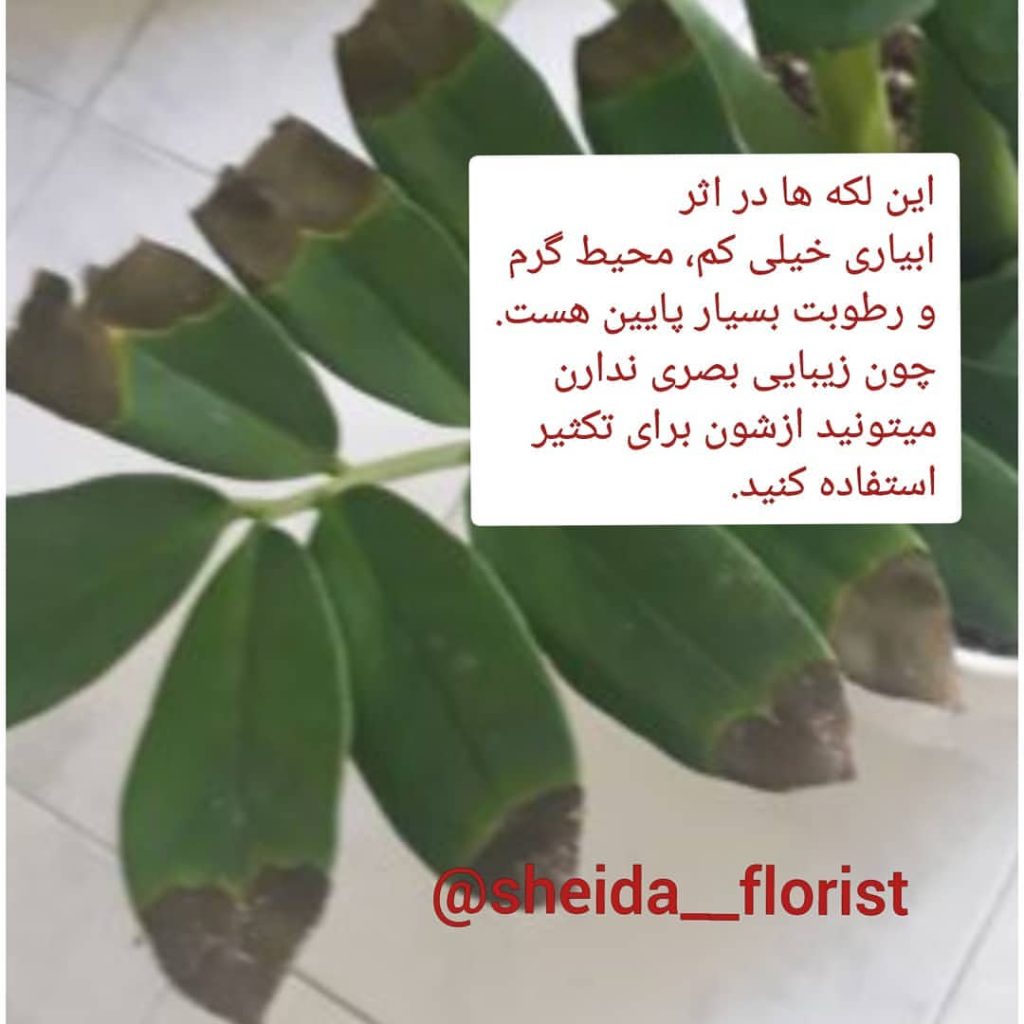 مشکلات زاموفیلیا 4