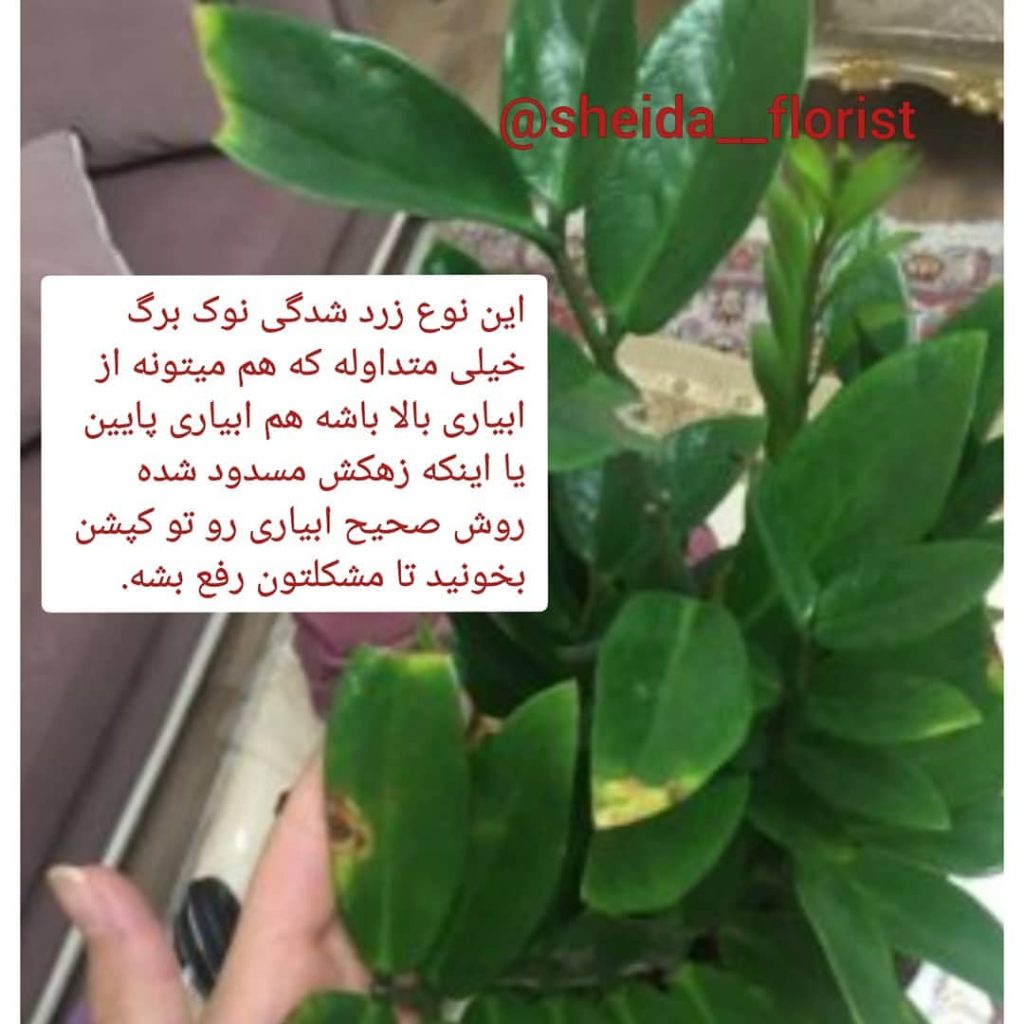 مشکلات زاموفیلیا 5