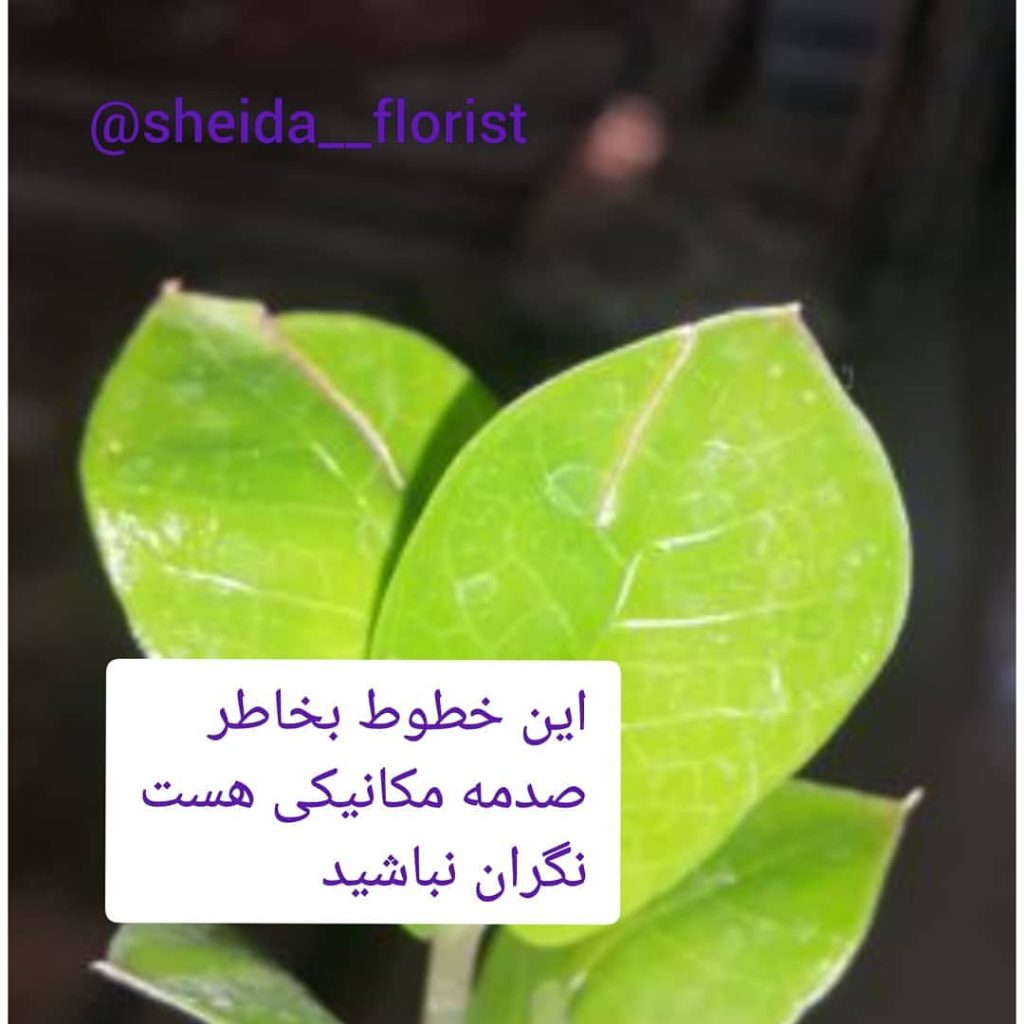 مشکلات زاموفیلیا 6