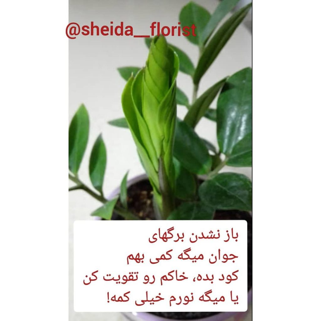 مشکلات زاموفیلیا 7