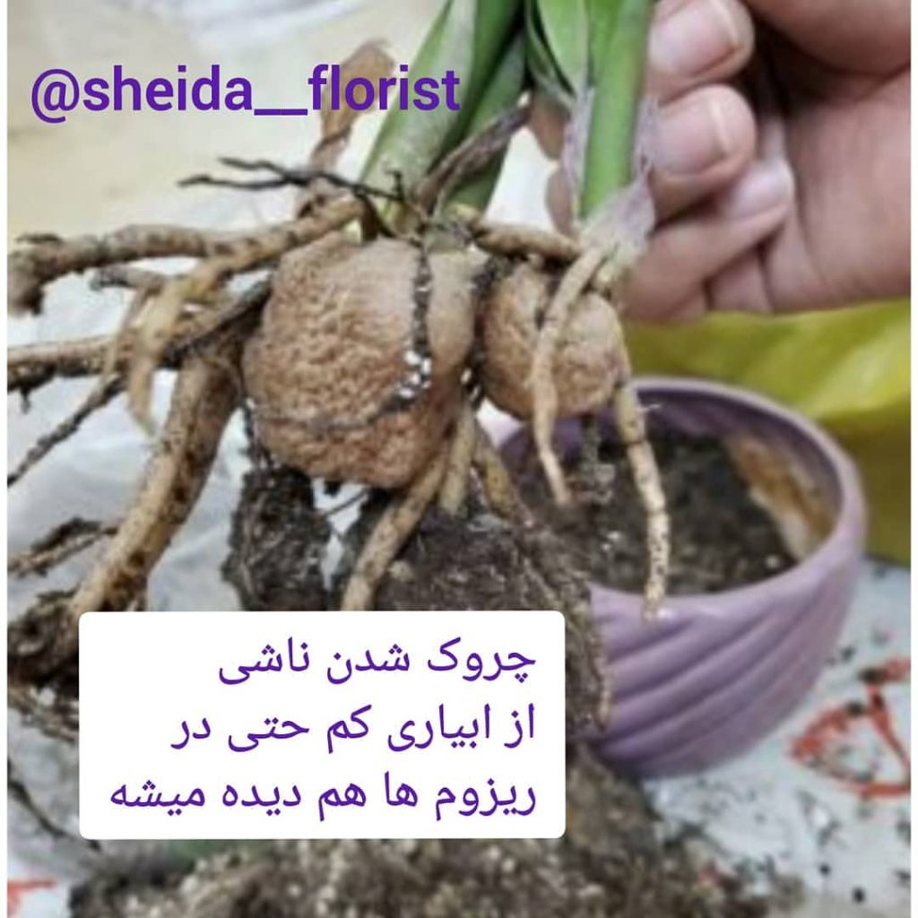 مشکلات زاموفیلیا 8